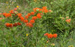 Butterfly milkweed